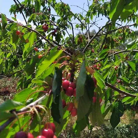 Hébergement de vacances Trullo Libellula Ceglie Messapica